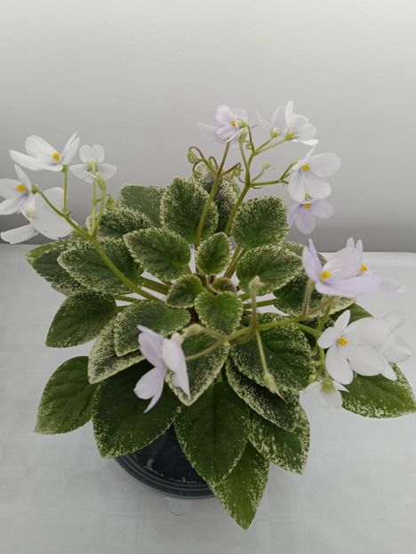 ALAN'S FALLEN ANGEL - 1 Violete