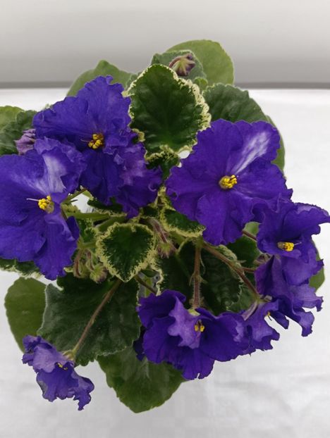 LF- NOVOLUNIE - 1 Violete