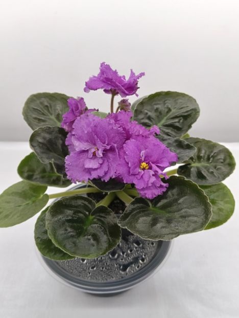 LE-ILARIA - 1 Violete