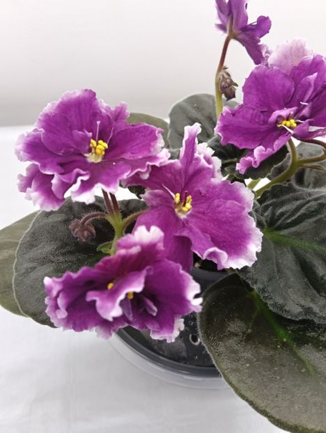 KZ-YELANNAIA GOSTIA - 1 Violete