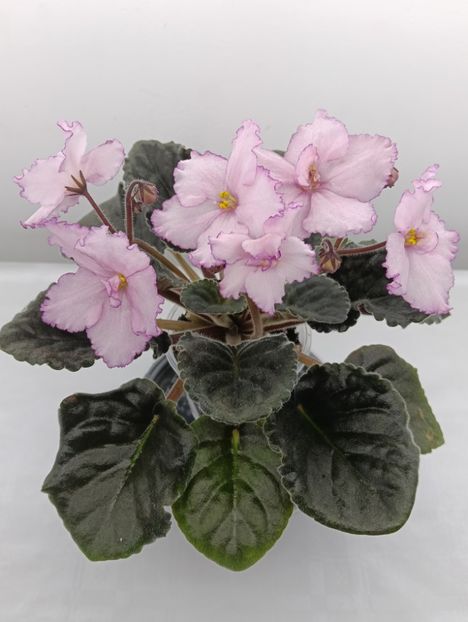 KZ-MAIA PLISEȚKAIA - 1 Violete