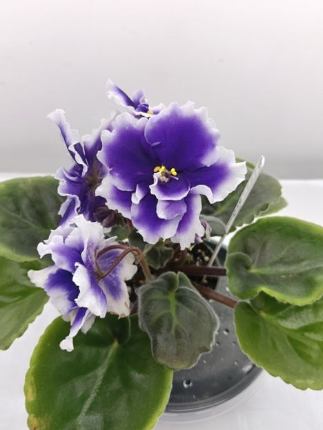 DN- ROYAL BLUE - 1 Violete