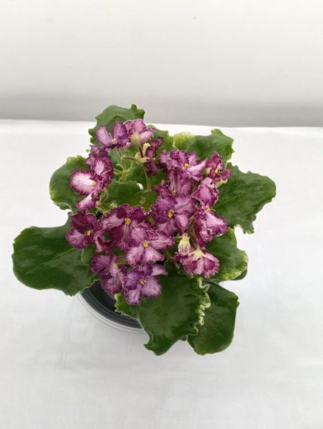 LE-SELCOVII CRUJEVO SP. - 1 Violete