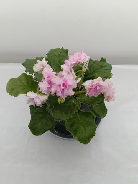 AV- EXTAZ - 1 Violete