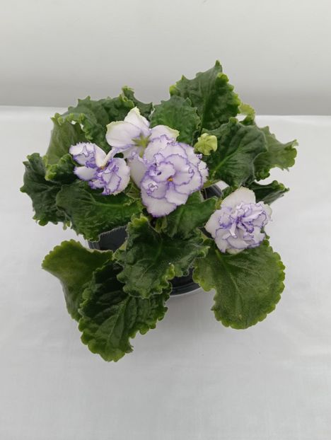 LE-VÂPUSNIȚĂ - 1 Violete