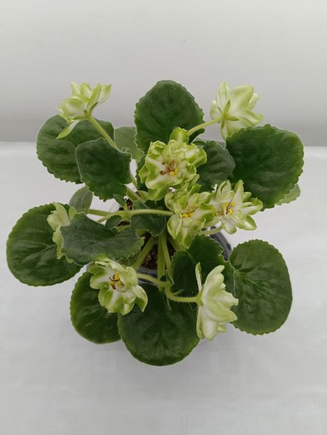 DN-RAHAT LUCUM SP. - 1 Violete