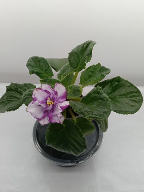 ALEN ORGANZA PURPUR - 1 Violete