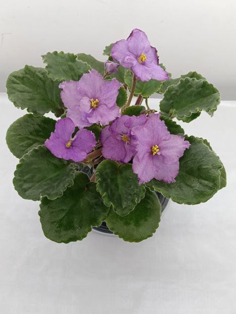 VV AMETIST SP. - 1 Violete