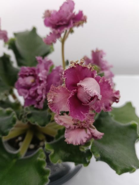 LE-ROZA VETROV SP. - 1 Violete