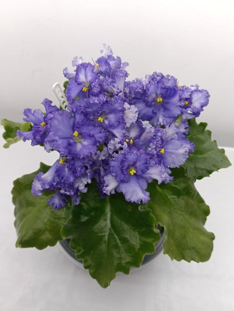 GR-NICHENKA ZORIANA - 1 Violete
