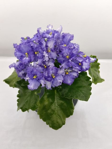 GR-NICHENKA ZORYANA - 1 Violete