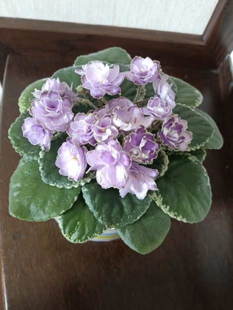 Buckeye Saucy Irish - 1 Violete