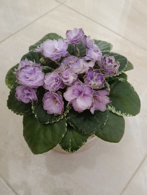 BUCKEYE SAUCY IRISH - 1 Violete