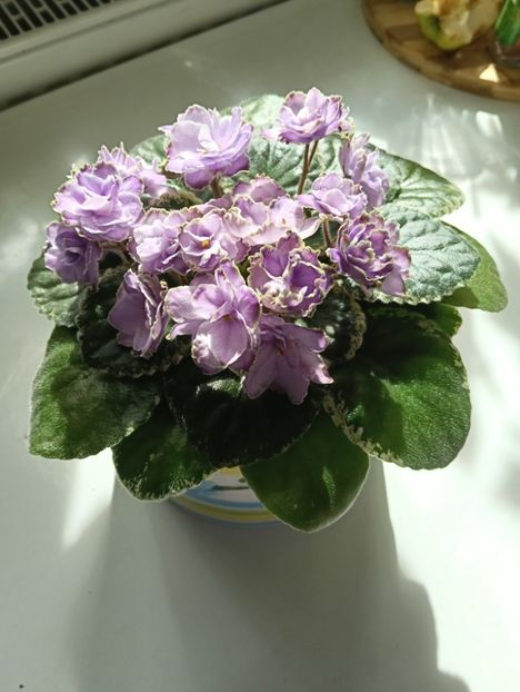 BUCHEYE SAUCY IRISH - 1 Violete