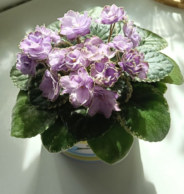 BUCHEYE SAUCY IRISH - 1 Violete