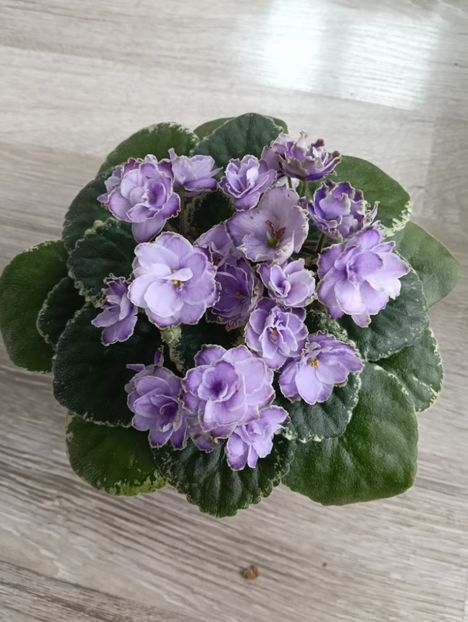 BUCHEYE SAUCY IRISH - 1 Violete