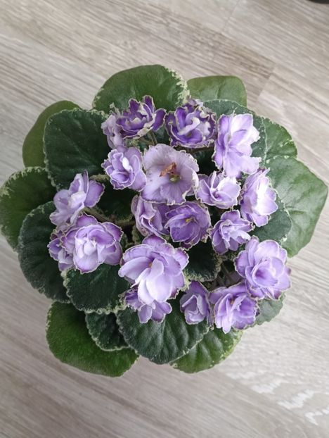 BUCHEYE SAUCY IRISH - 1 Violete