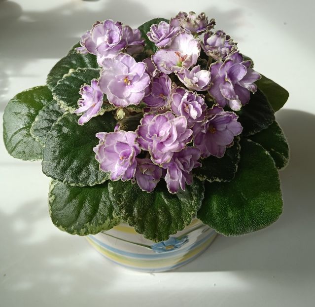 BUCHEYE SAUCY IRISH - 1 Violete