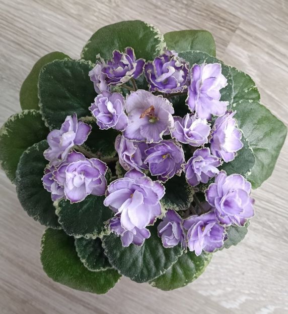 BUCHEYE SAUCY IRISH - 1 Violete