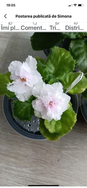 AV- EXTAZ - 1 Violete