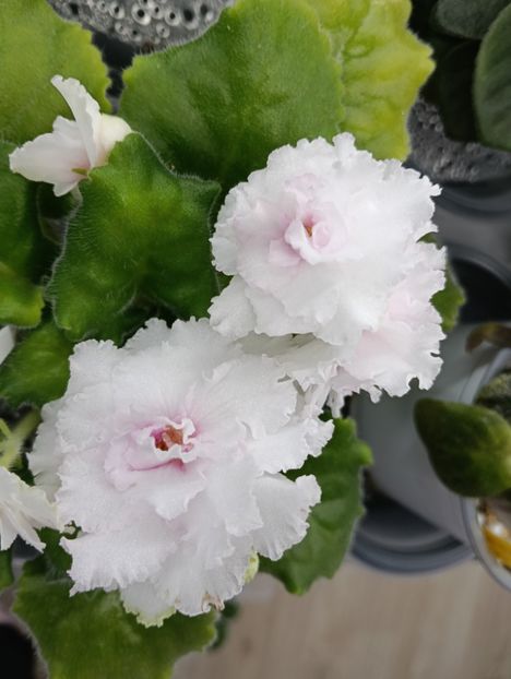 AV- EXTAZ - 1 Violete