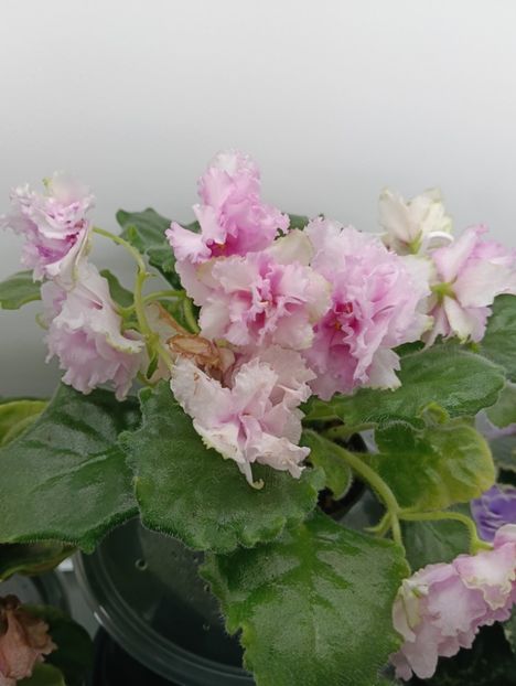 AV- EXTAZ - 1 Violete