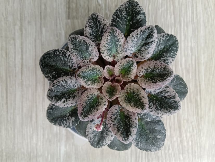 MIDAS MOON BEAM - 1 Violete