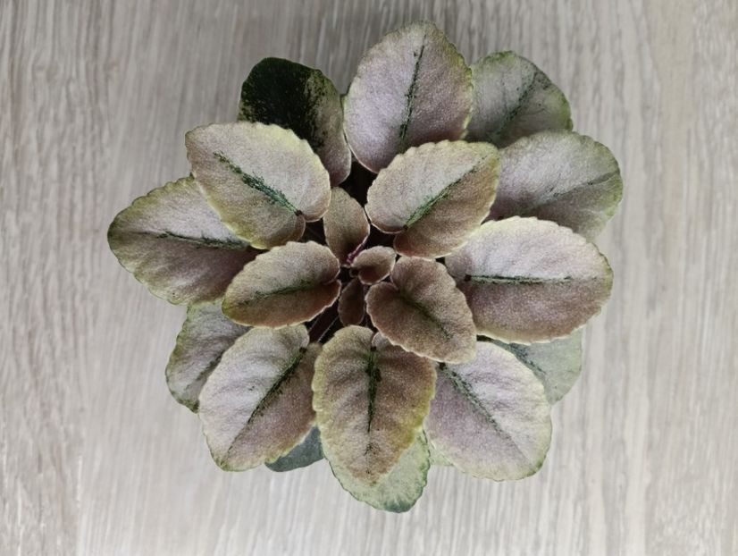 SCALES - 1 Violete