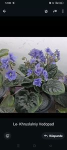 LE- HRUSTALNI VODOPAD - 1 Violete