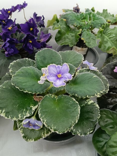 VAT- KHOLODNOE SERDTSE - 1 Violete