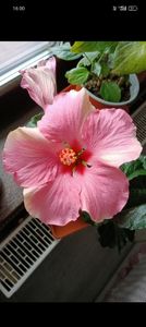 Strawberry ice. - ZZ Hibiscusi 2025