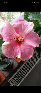 Strawberry ice. - ZZ Hibiscusi 2025