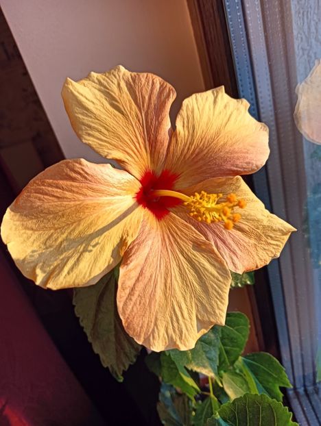 Ice cup - ZZ Hibiscusi 2025