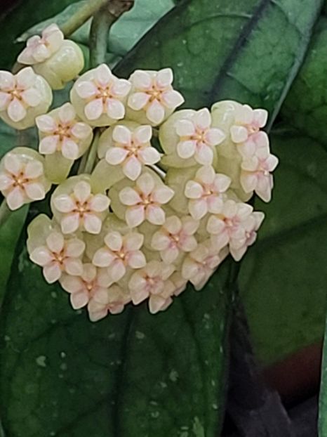 foto net - Hoya crassipetiolata