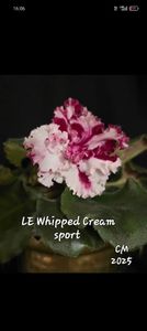 LE-WHIPPED CREAM - 1 Violete