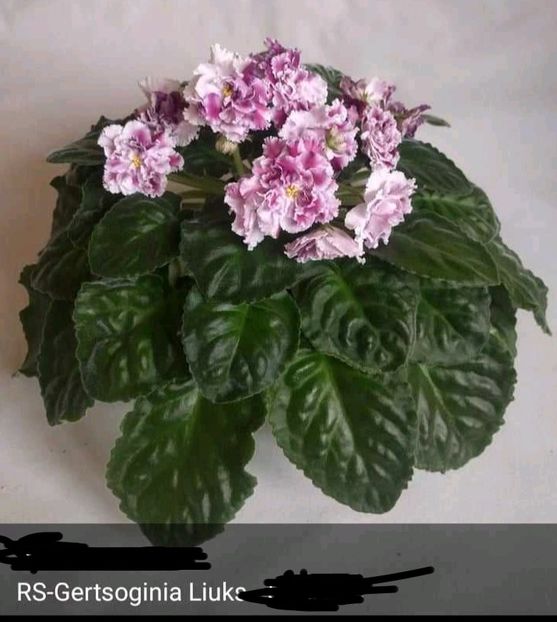  - 1 Violete