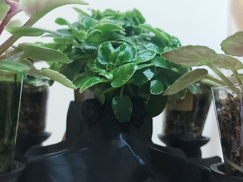  - Adorabile ghivecele