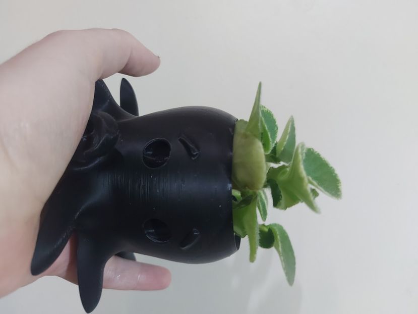  - Adorabile ghivecele