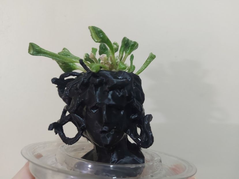  - Adorabile ghivecele