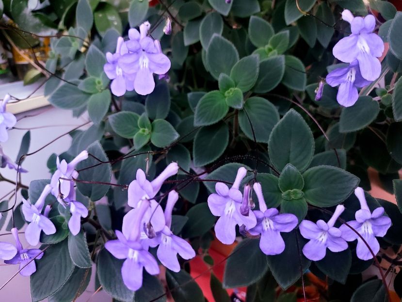 Streptocarpela - Diverse