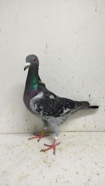  - De vânzare voiajori 3