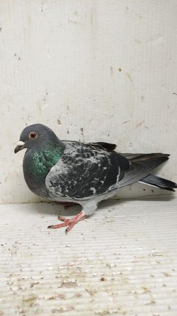  - De vânzare voiajori 3