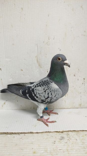  - De vânzare voiajori 3