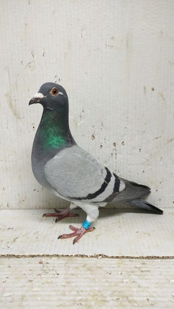  - De vânzare voiajori 3