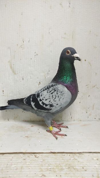  - De vânzare voiajori 3