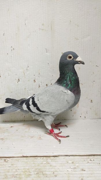  - De vânzare voiajori 3