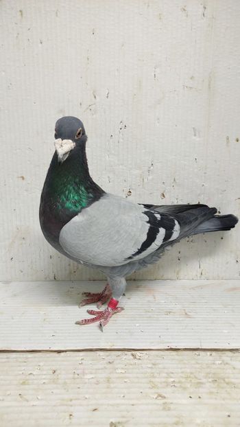  - De vânzare voiajori 3