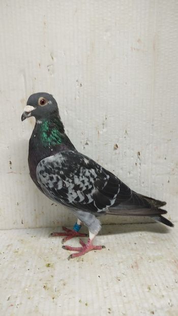  - De vânzare voiajori 3