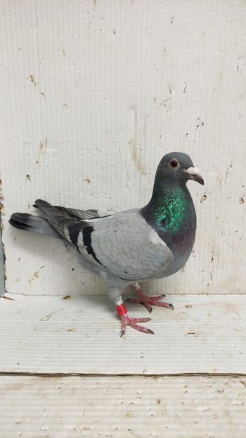  - De vânzare voiajori 3