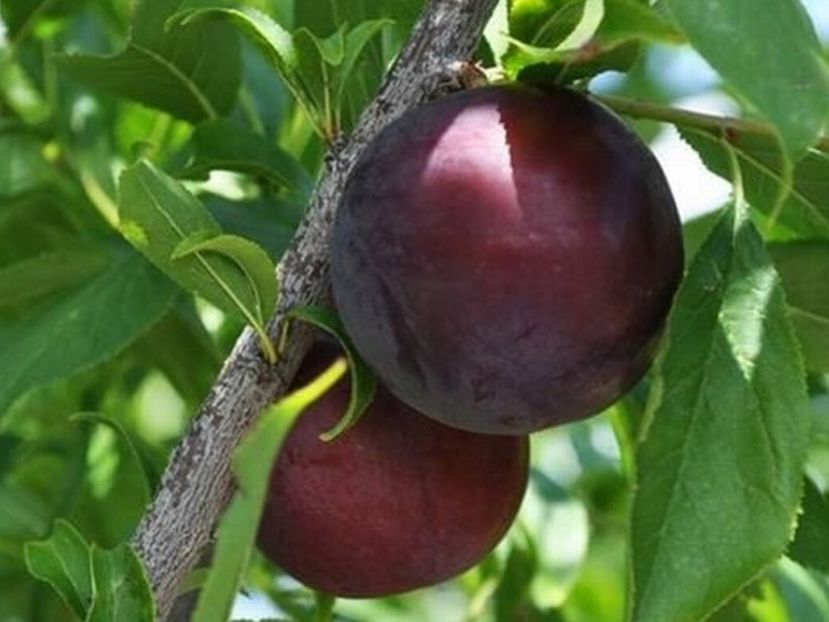 prun japonez2 - PRUNUL JAPONEZ Fortune